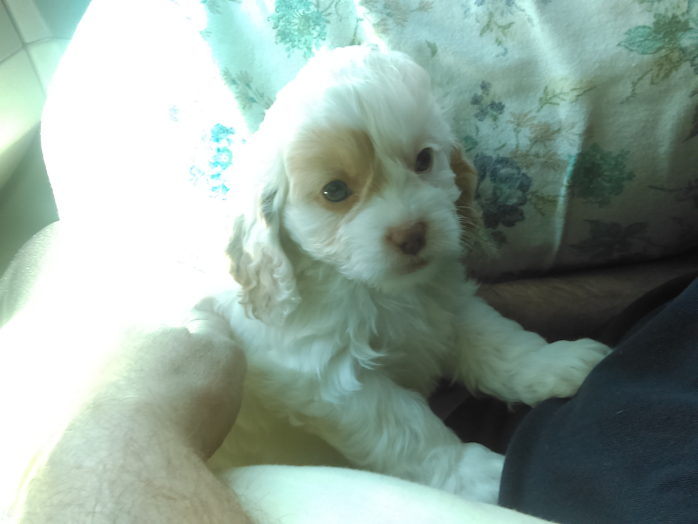 Energetic Cavoodle Poodle Mix Pup