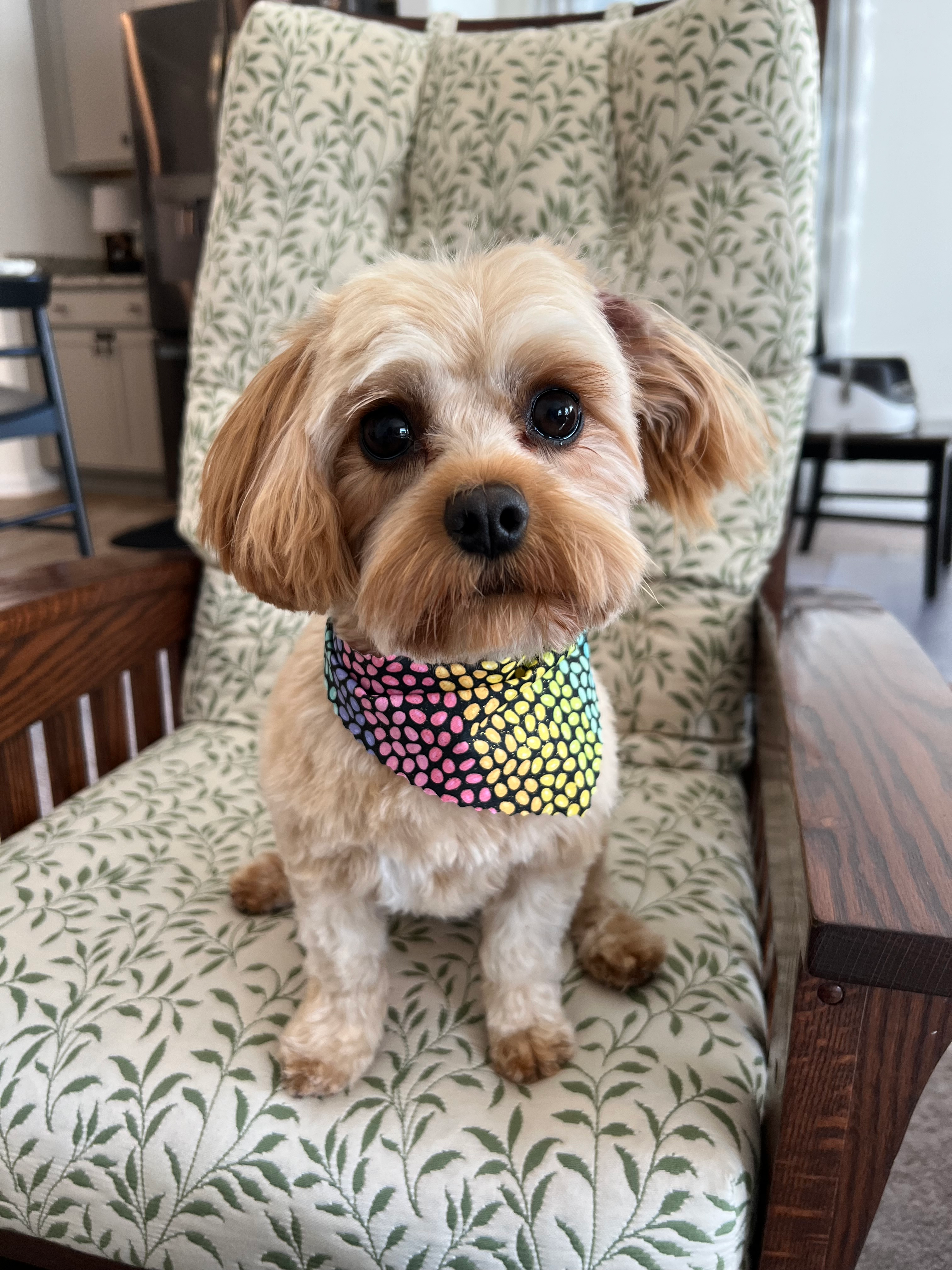 Cavapoo Pup Being Cute