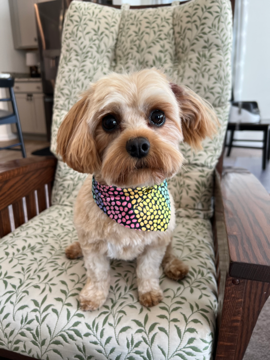 Cavapoo Being Cute