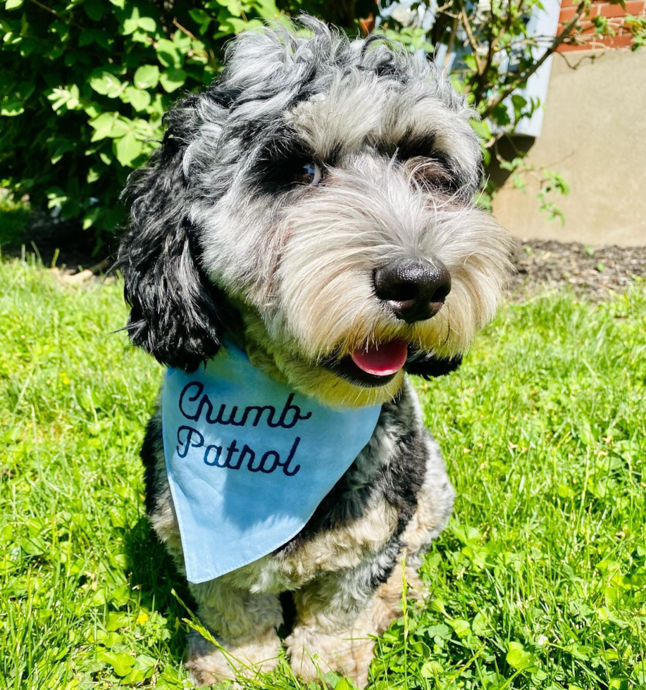 Small Mini Sheepadoodle Pup in Louisville KY