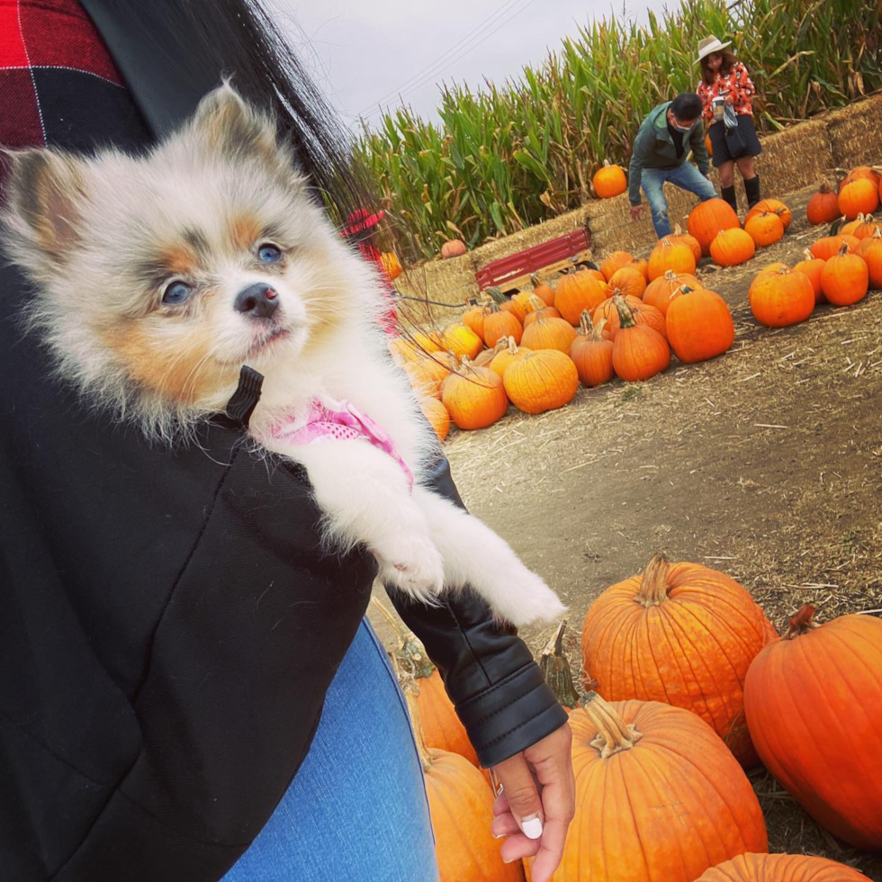 Adorable Pomeranian Pup in San Francisco CA