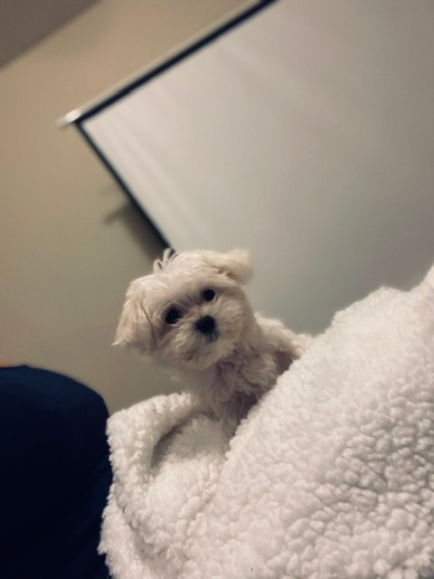 Maltese Pup Being Cute