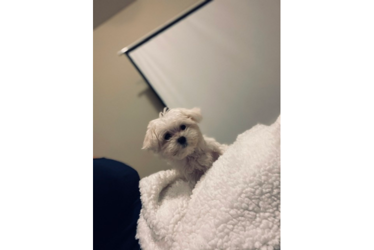 Maltese Pup Being Cute