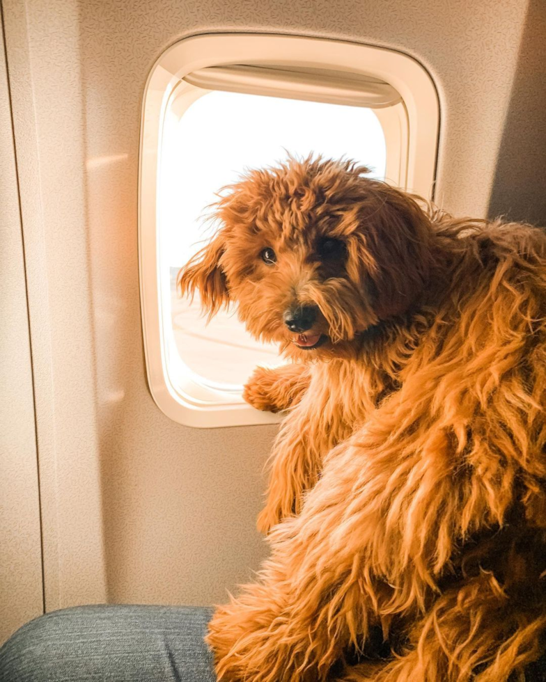 Small Cavapoo Pup