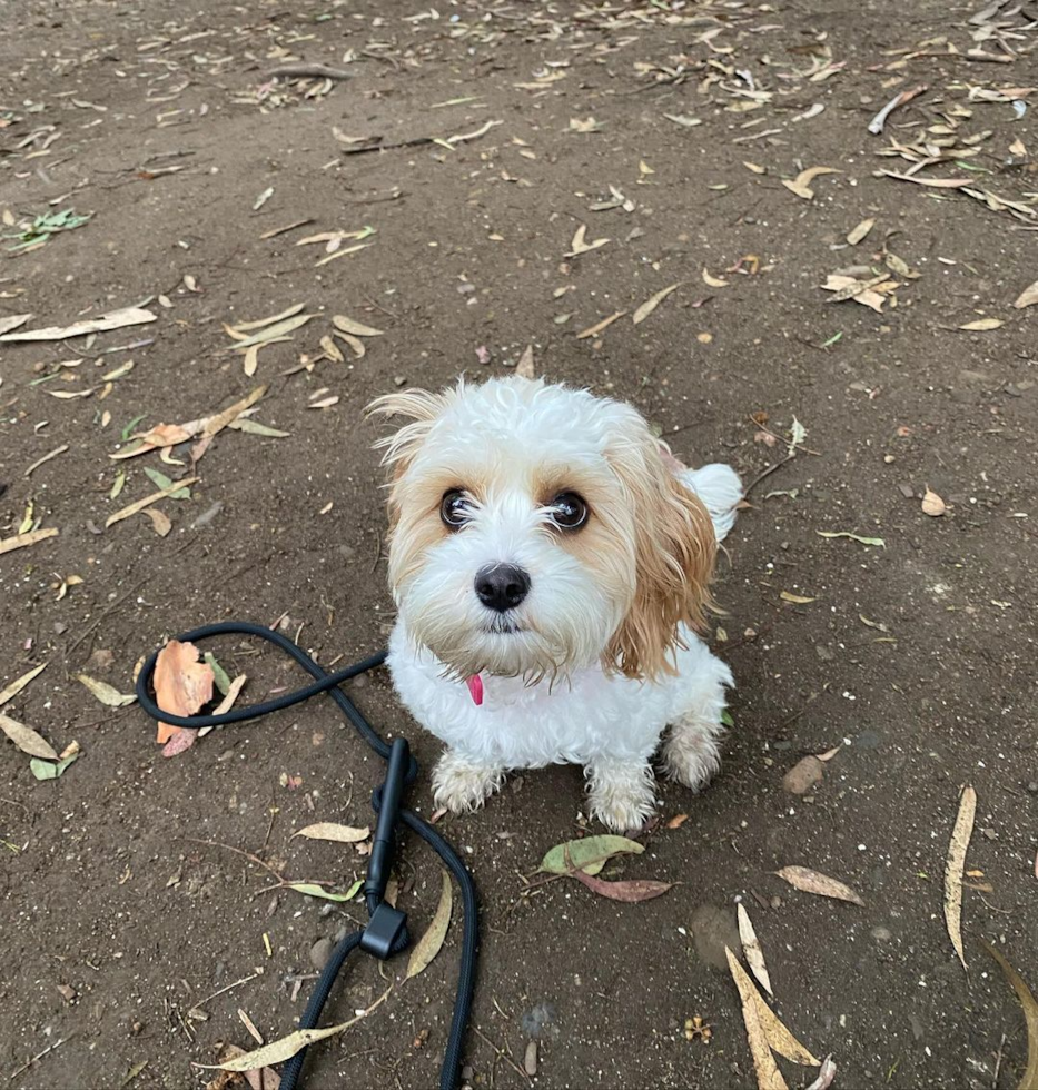 Petite Cavachon Designer Pup