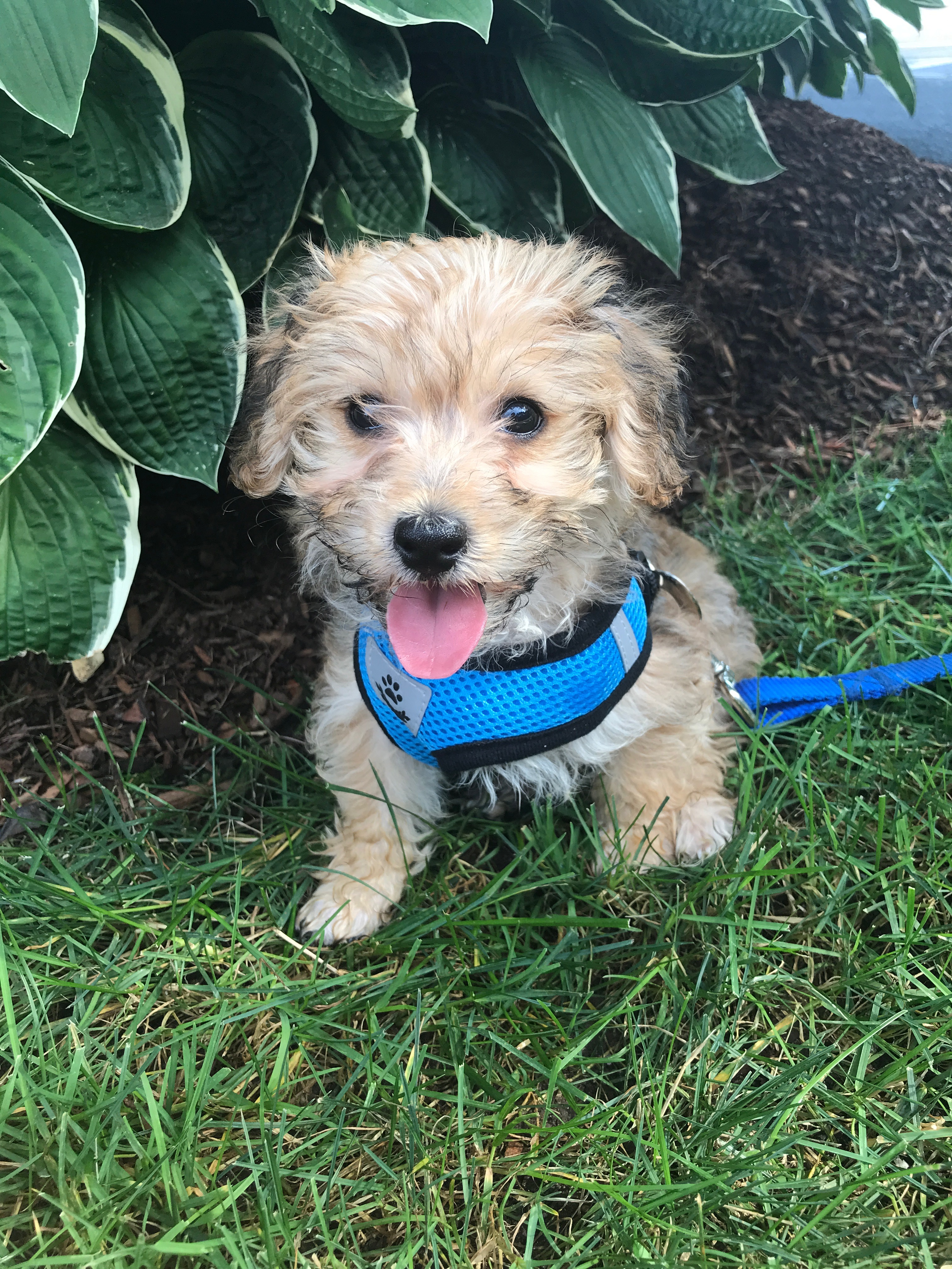 Adorable Yorkie Designer Puppy