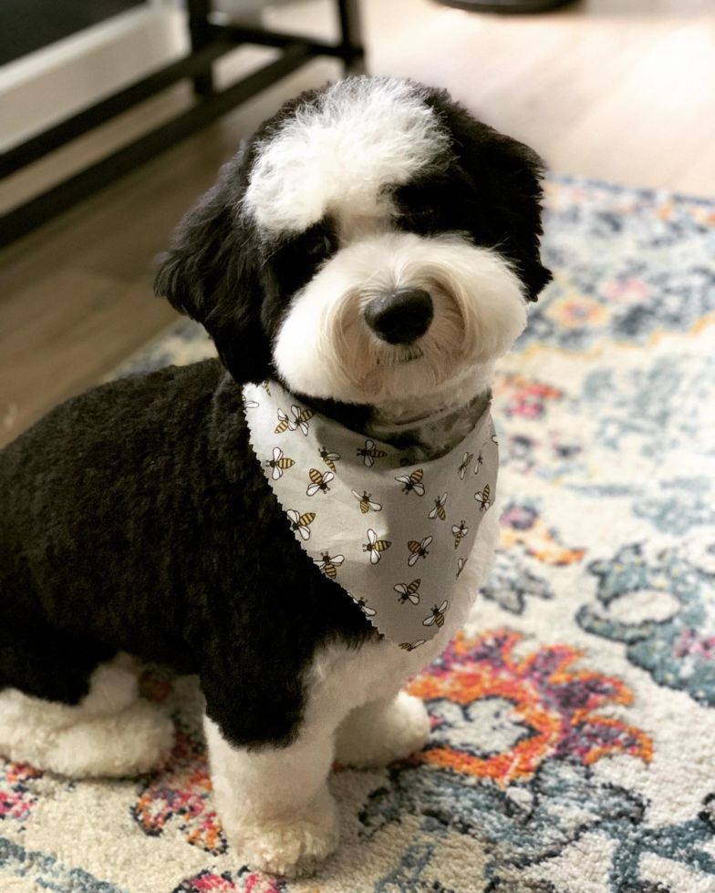 Mini Sheepadoodle Being Cute