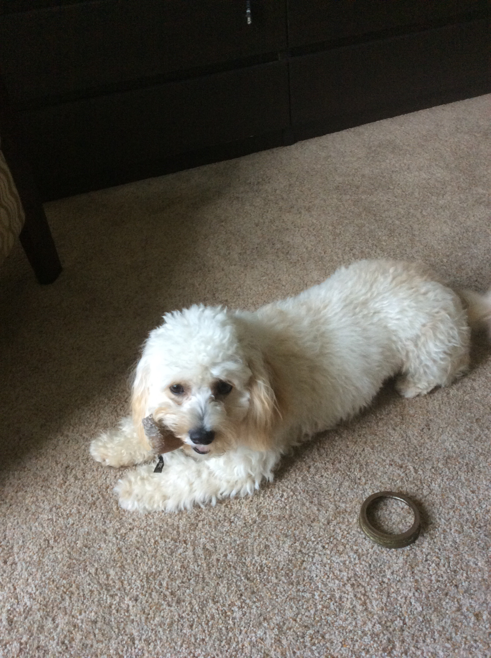 Cute Cavachon Baby