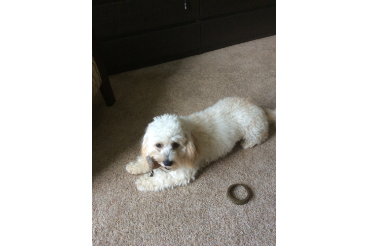 Cute Cavachon Baby