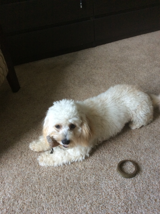 Cavachon Being Cute