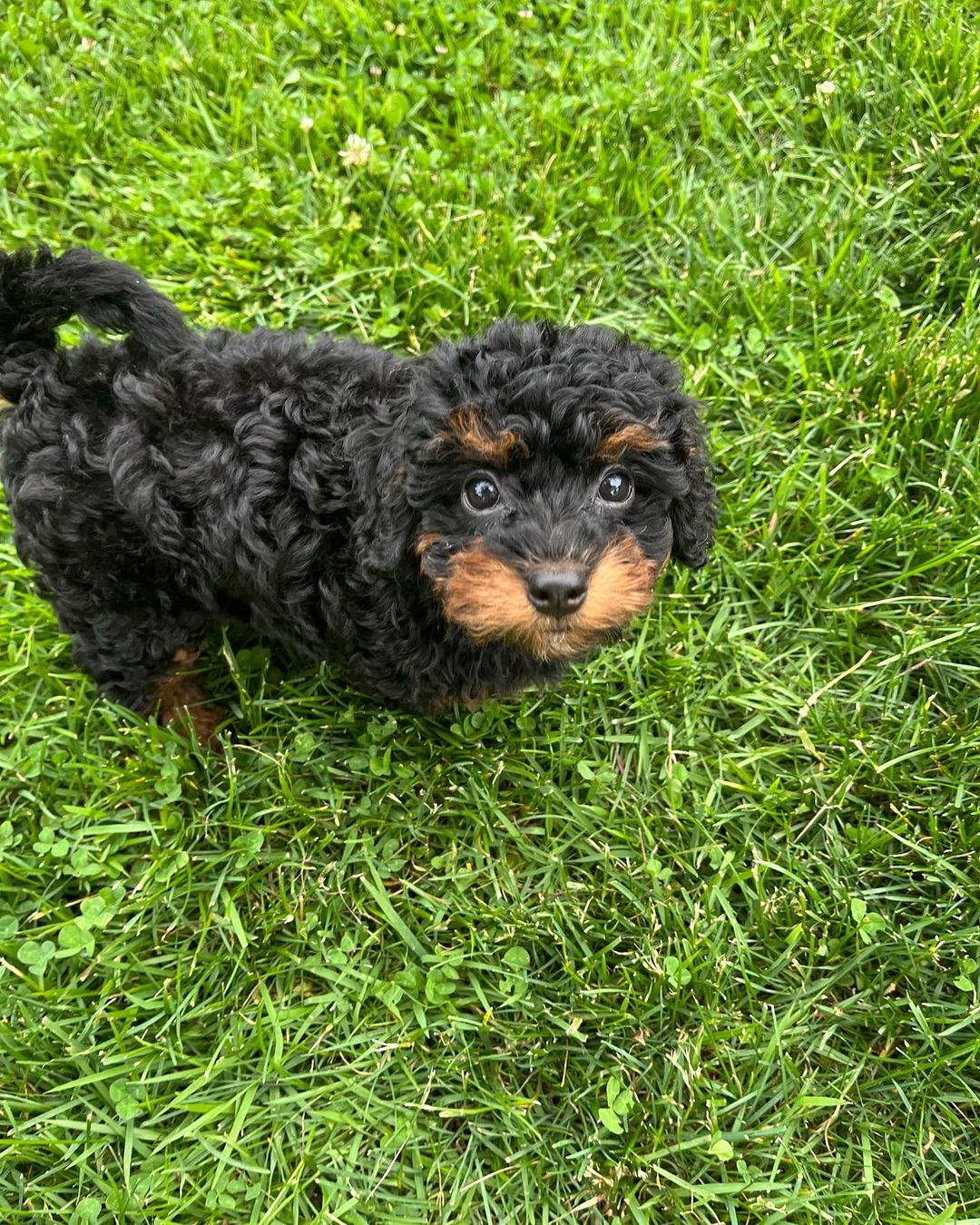 Mini Bernedoodle Pup Being Cute