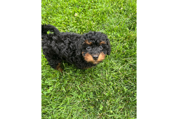 Mini Bernedoodle Pup Being Cute