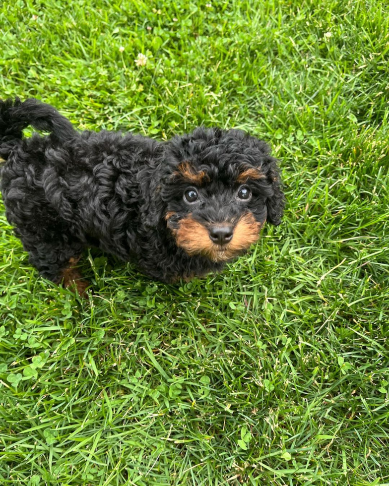 Smart Mini Bernedoodle Poodle Mix Pup