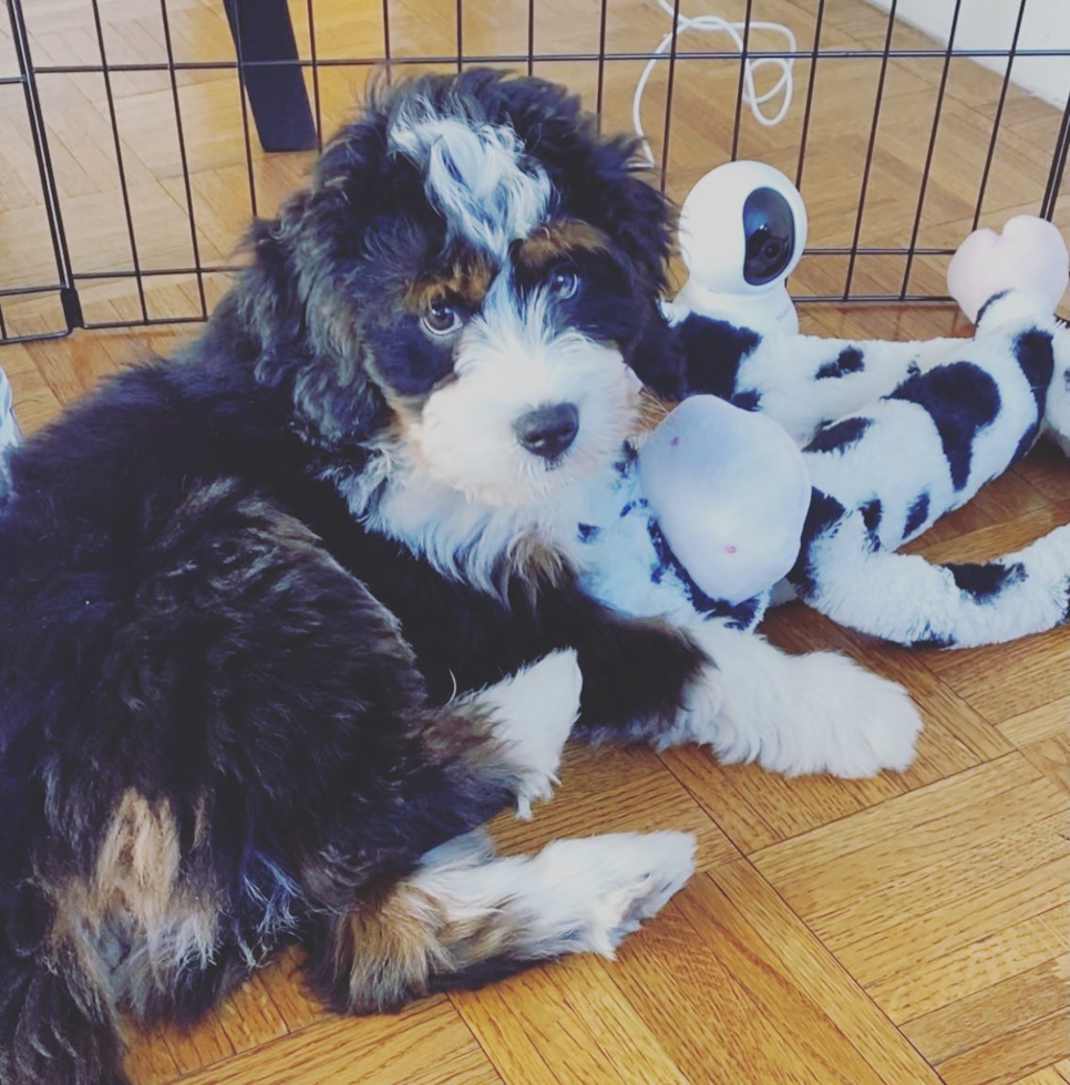 Petite Mini Bernedoodle Poodle Mix Pup