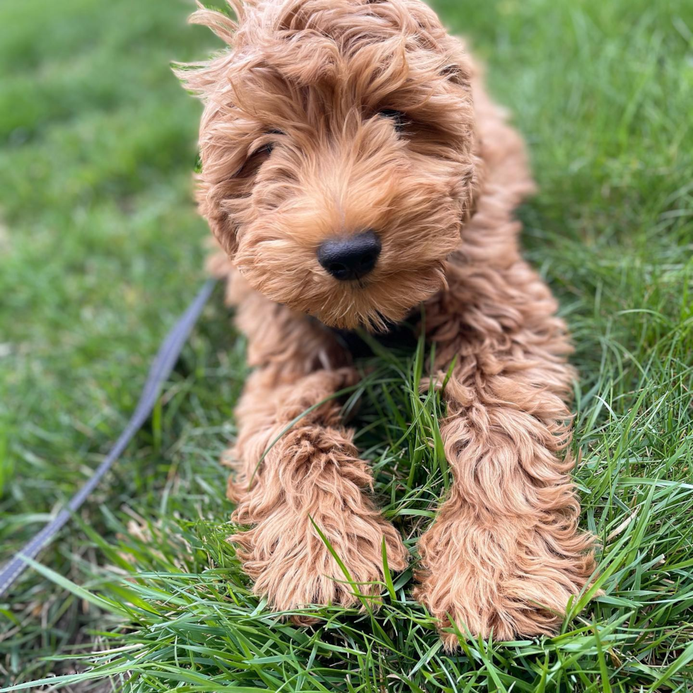 Novi Mini Goldendoodle Pup