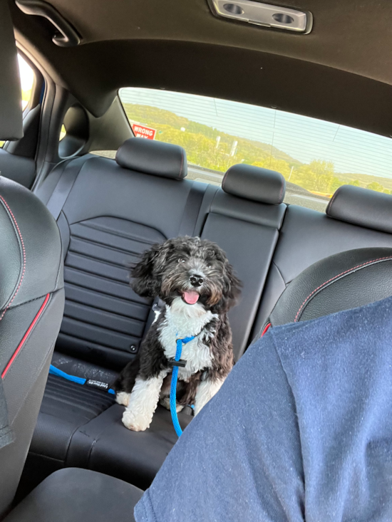 Friendly Mini Aussiedoodle Pup in