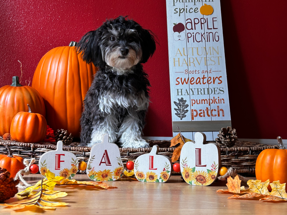 Playful Havanese Pup