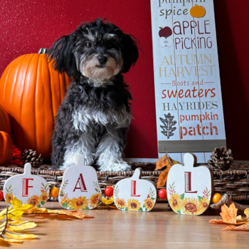 Playful Havanese Pup