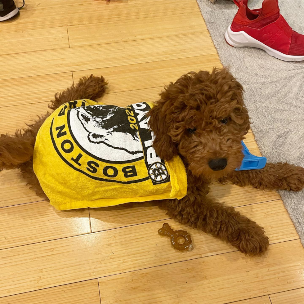 Mini Goldendoodle Being Cute