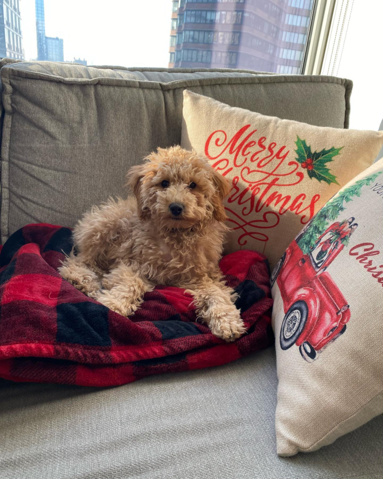 Fluffy Mini Goldendoodle Poodle Mix Pup