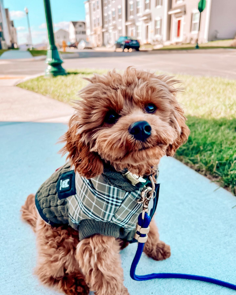 Cavapoo Being Cute