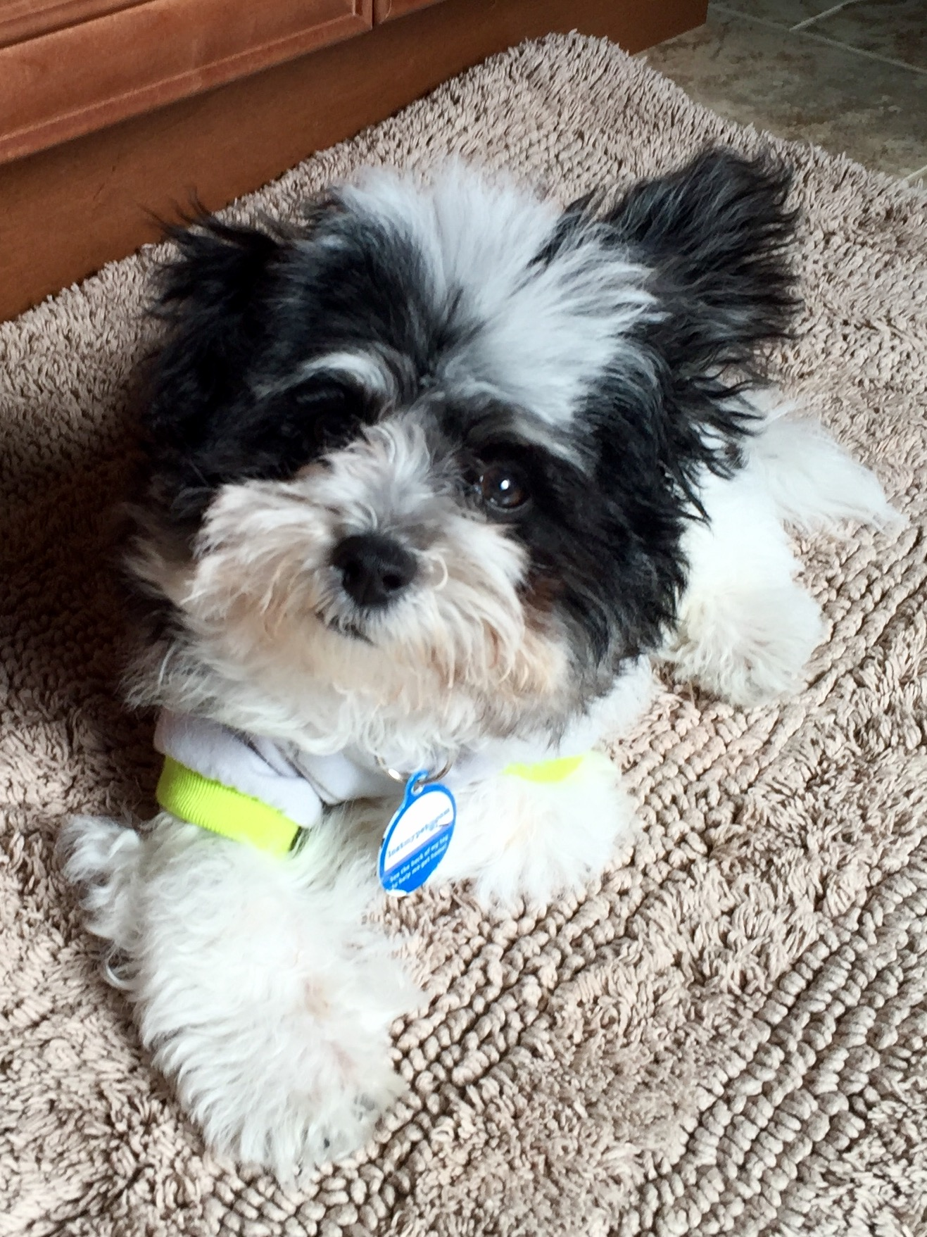 Playful Yorkie Designer Puppy