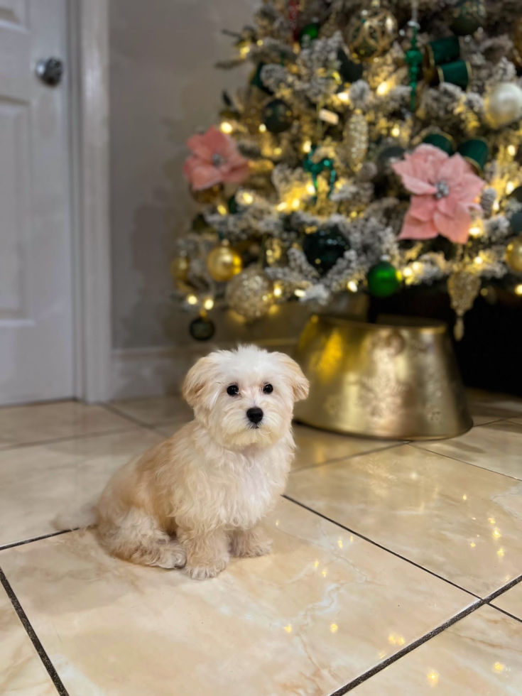 Little Maltese Poodle Poodle Mix Pup