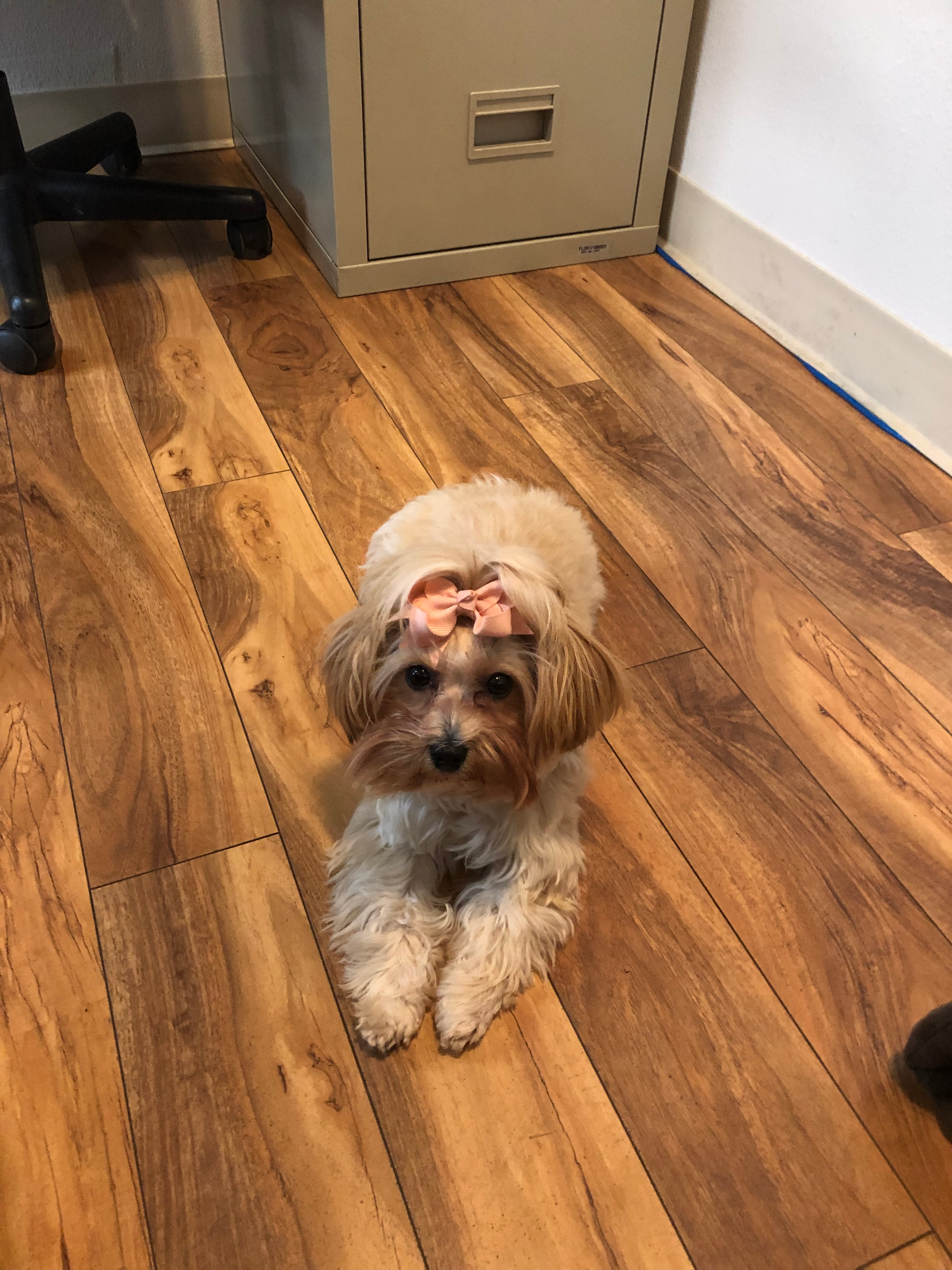 Funny Morkie Designer Pup