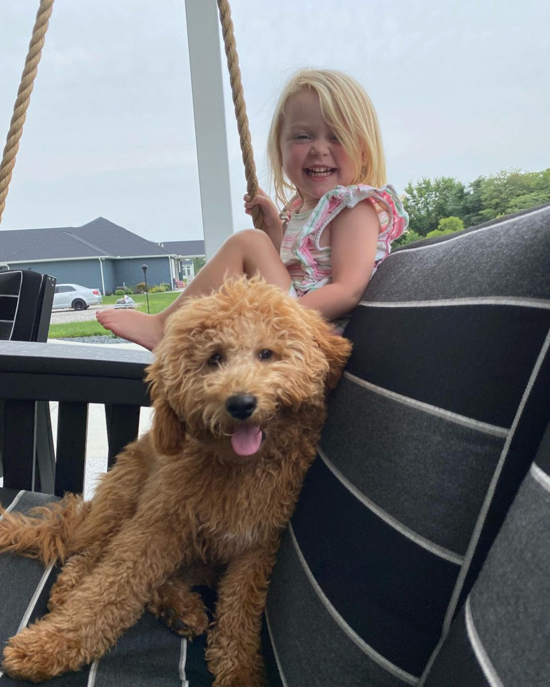 Sweet Mini Goldendoodle Pup in SUNBURY OH