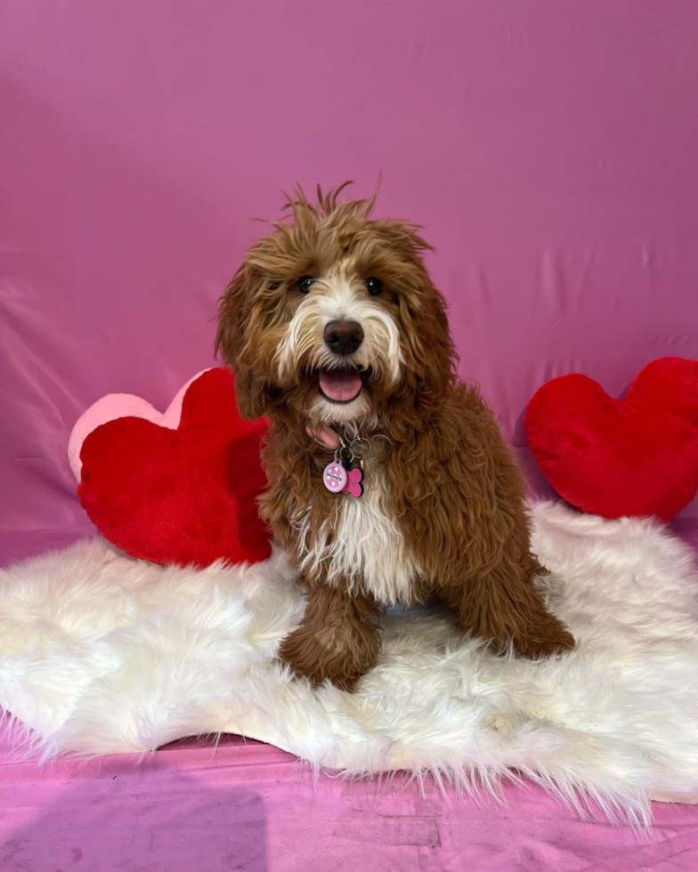 Los Angeles Mini Goldendoodle Pup