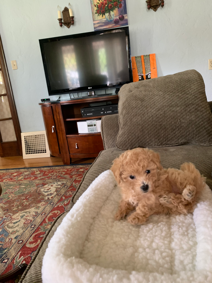 Maltipoo Being Cute