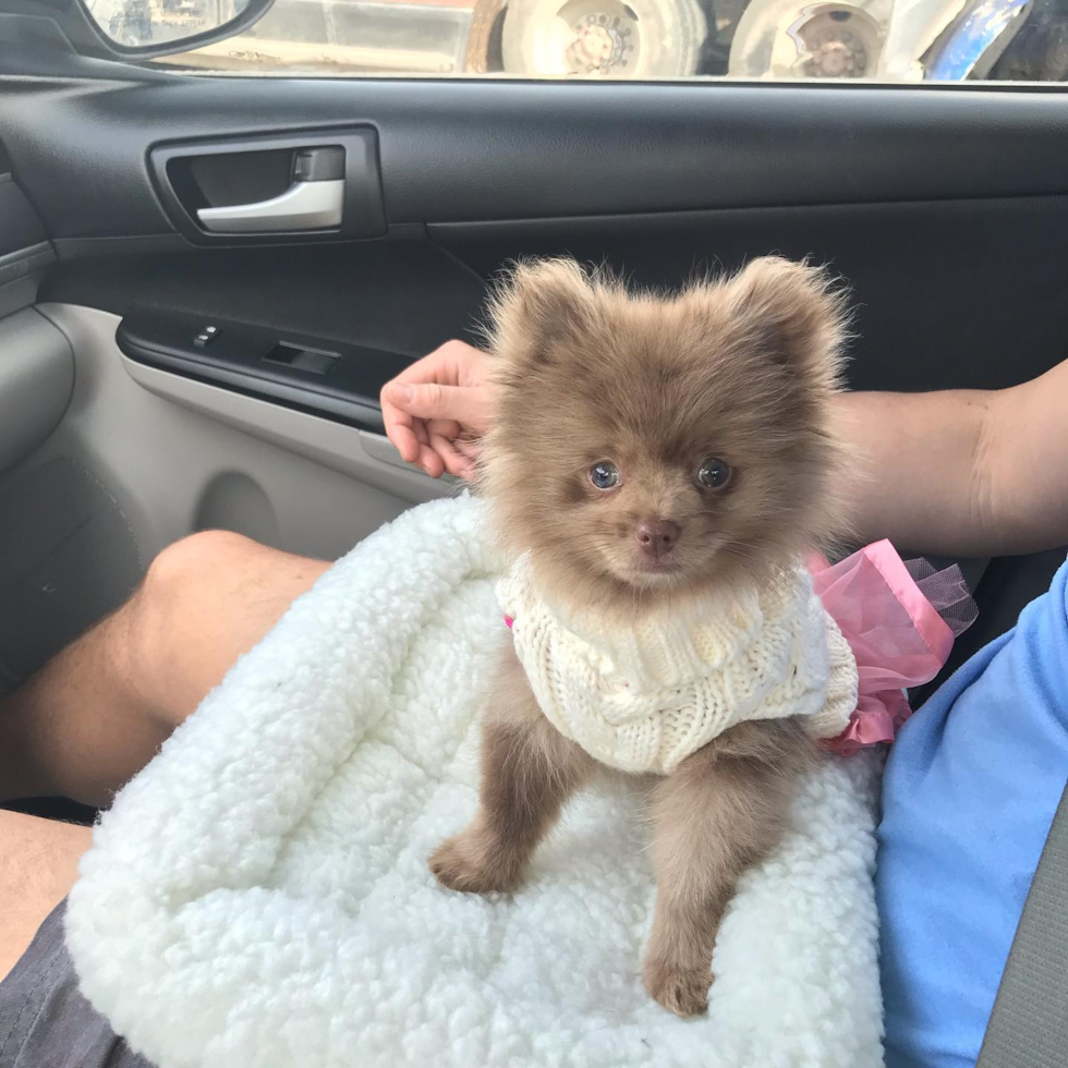 Happy Pomeranian Pup in Iowa County TX