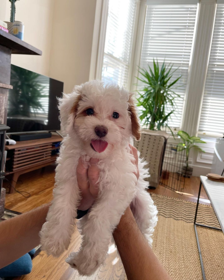 Cute Mini Bernedoodle Pup