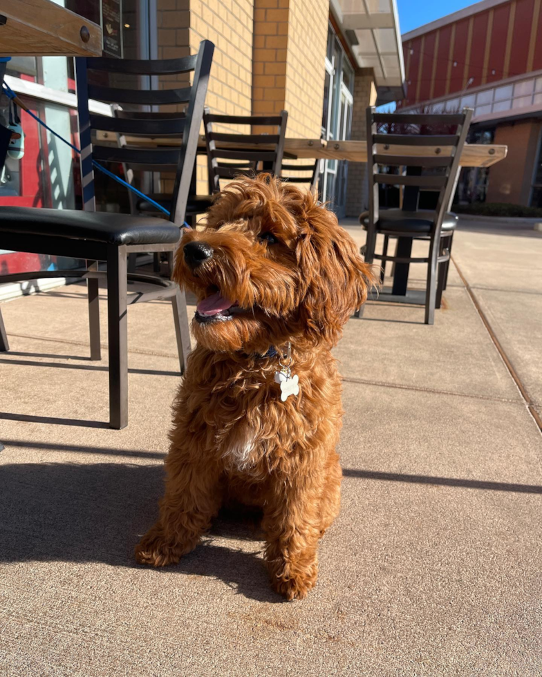 Sweet Mini Goldendoodle Pup in South San Francisco CA