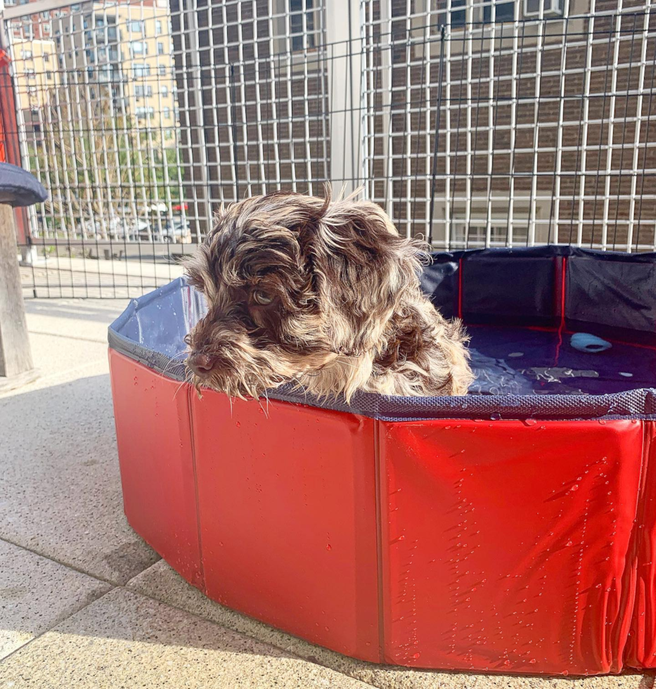 Cute Mini Labradoodle Pup