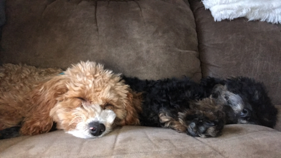 Energetic Poodle Pup in Rupert ID