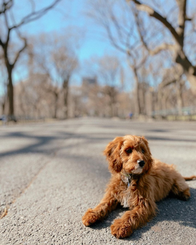 Hypoallergenic Cavoodle Poodle Mix Pup