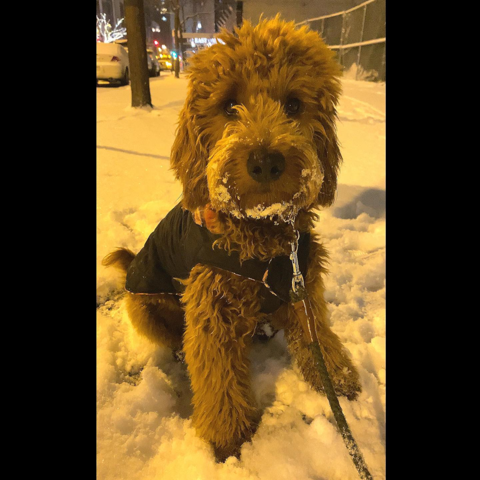 Smart Mini Goldendoodle Poodle Mix Pup