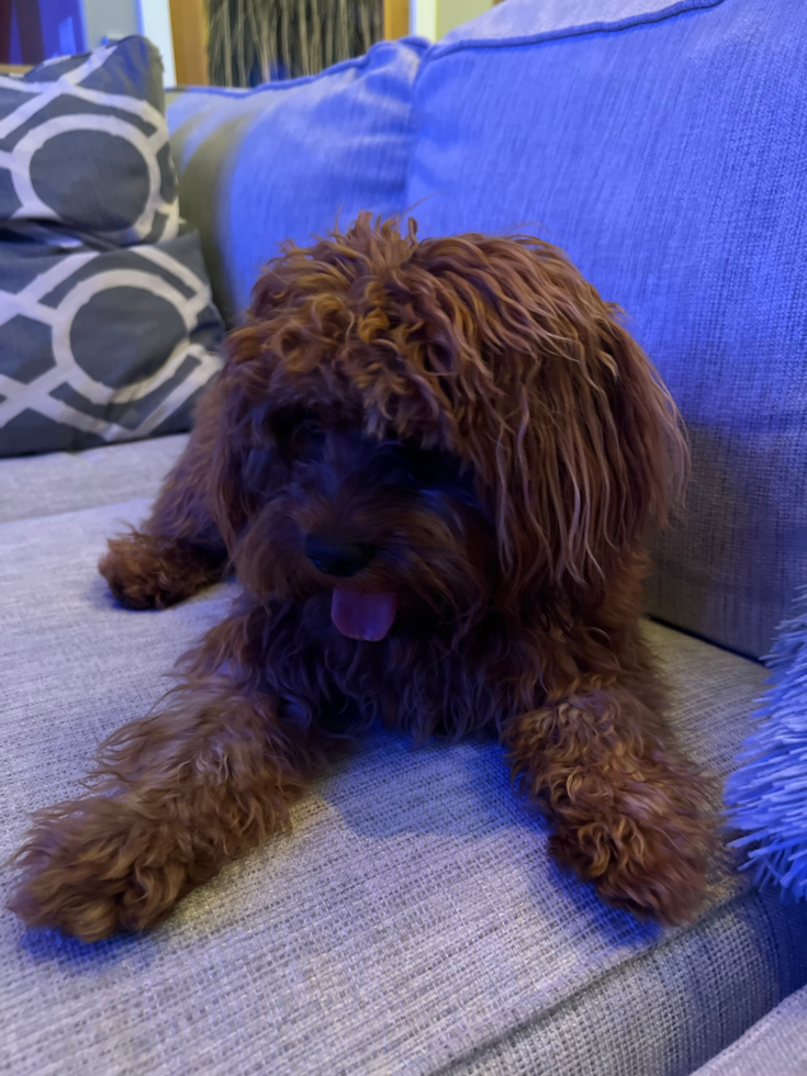 Popular Cavapoo Poodle Mix Pup