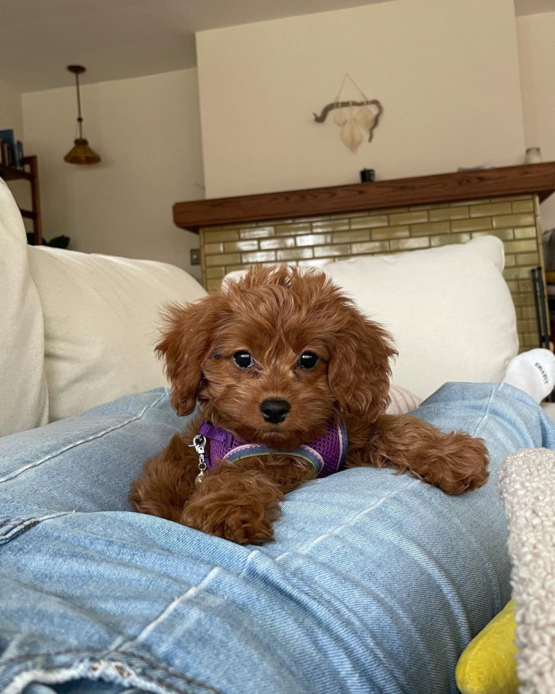 Energetic Cavoodle Poodle Mix Pup