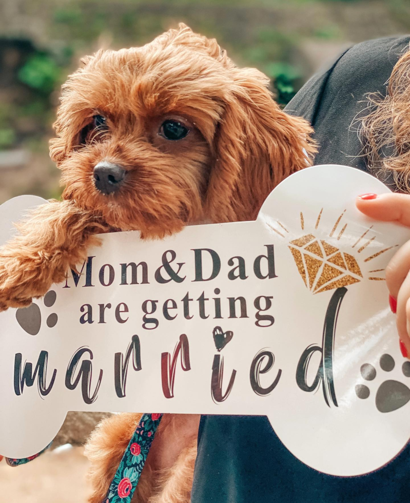 NEW YORK Cavapoo Pup