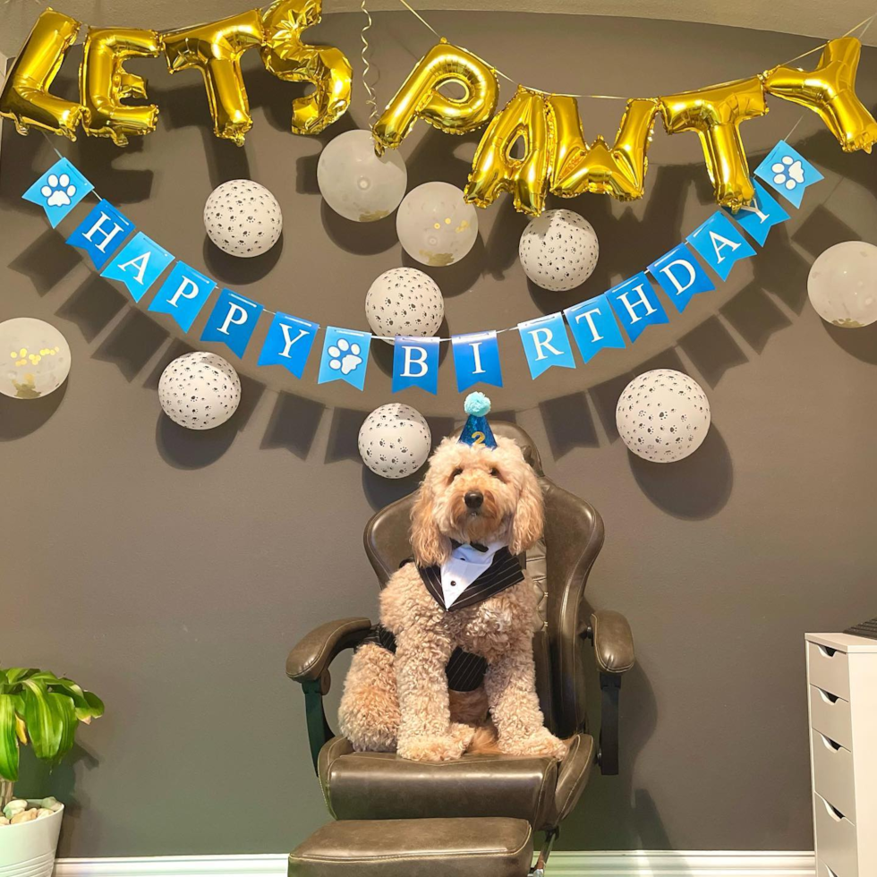 Friendly Mini Goldendoodle Pup