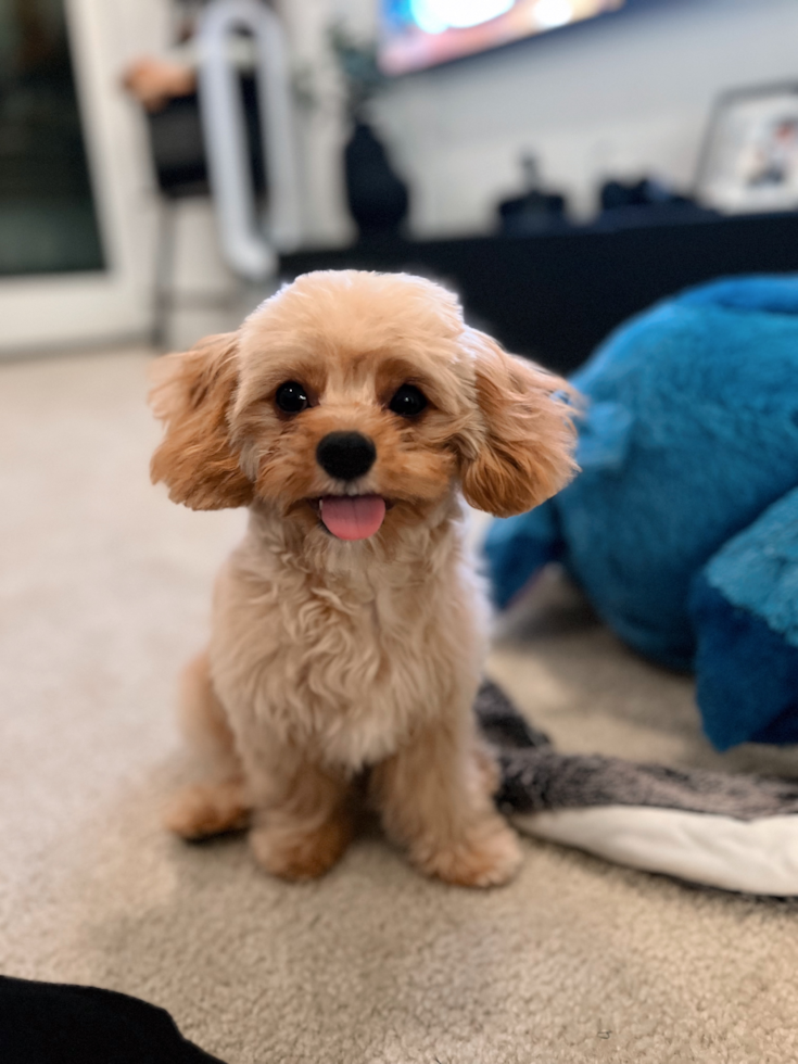 Smart Cavapoo Poodle Mix Pup