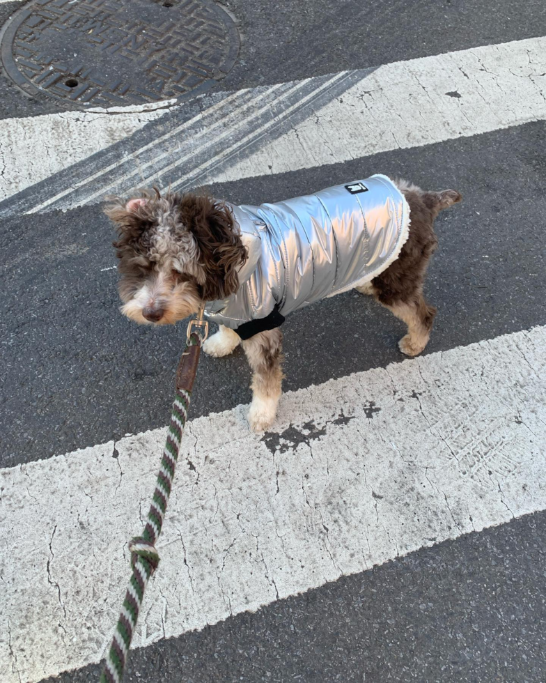 Friendly Mini Aussiedoodle Pup in Weston CT