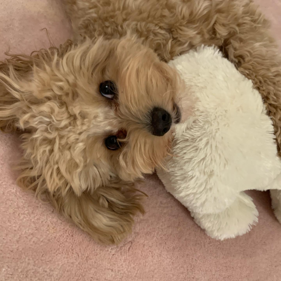 Cavapoo Being Cute