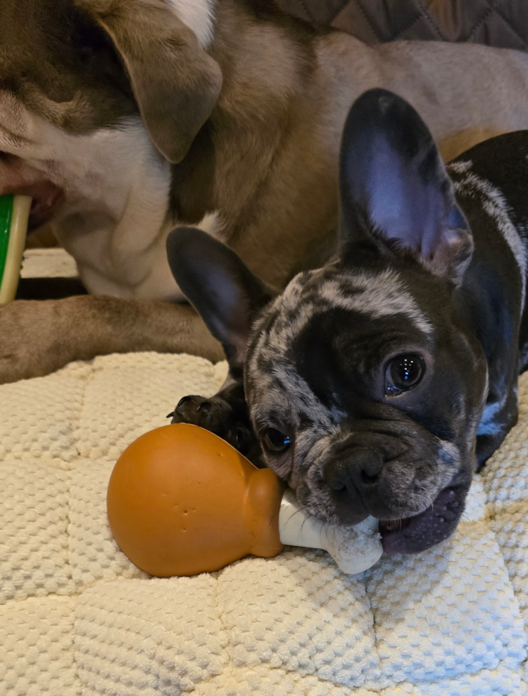 Playful French Bulldog Pup