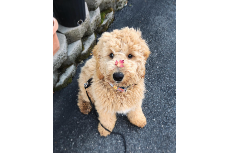 Cute Mini Goldendoodle Baby