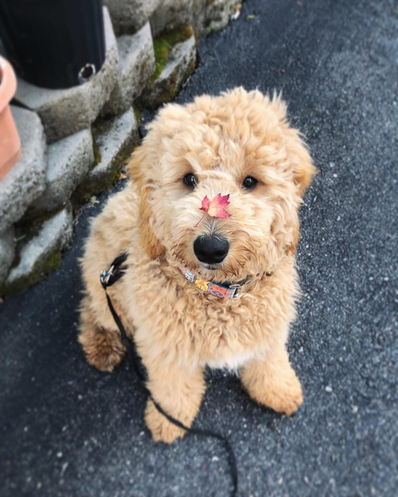 Funny Mini Goldendoodle Poodle Mix Pup