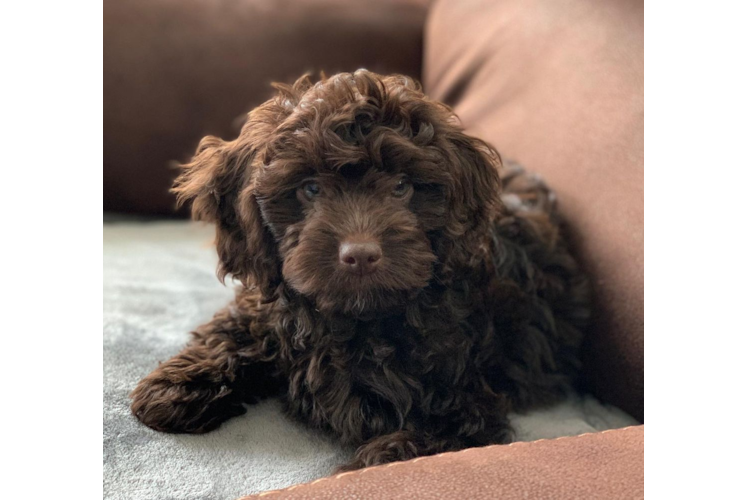 Cockapoo Puppy for Adoption