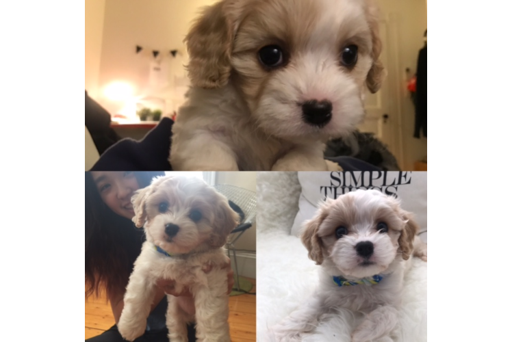 Best Cavachon Baby